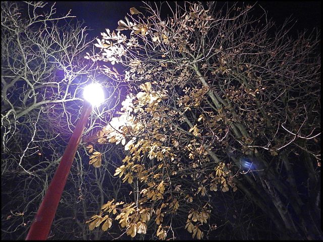 Lampadaire éclaire arbre